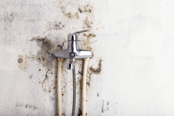 Professional Mold Remediation in Hazel Crest, IL