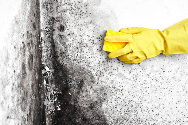 Best White Mold Remediation in Hazel Crest, IL
