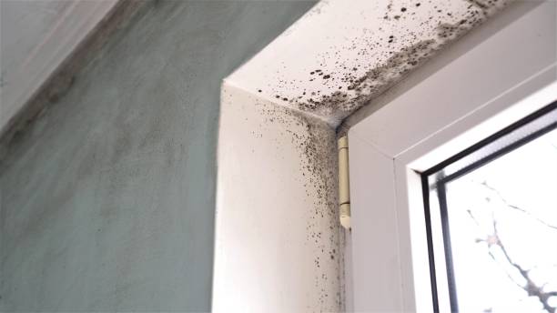 Best Attic Mold Remediation in Hazel Crest, IL
