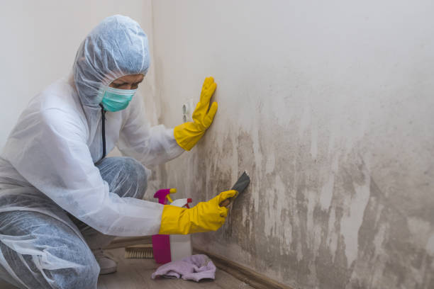 Best Emergency Mold Remediation in Hazel Crest, IL