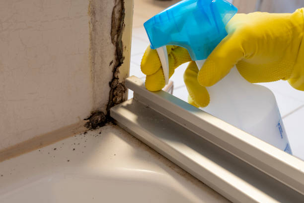 Best Crawl Space Mold Remediation in Hazel Crest, IL