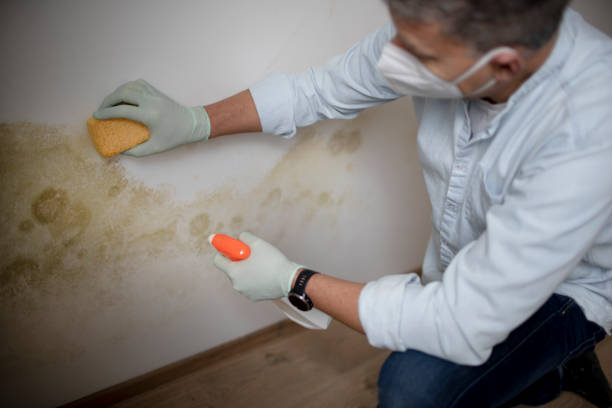 Best Black Mold Remediation in Hazel Crest, IL