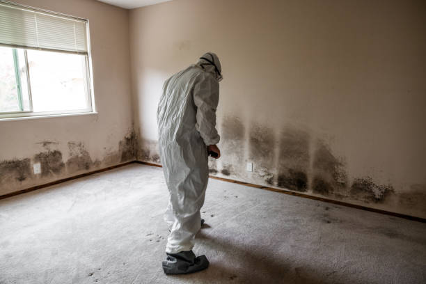 Best Residential Mold Remediation in Hazel Crest, IL