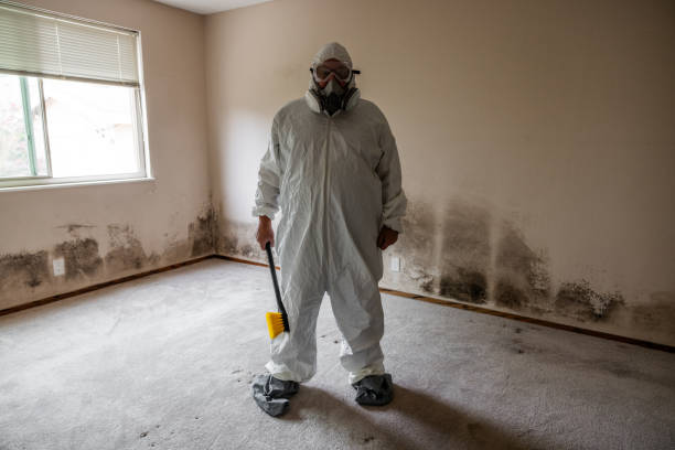 Best Mold Testing and Inspection Services in Hazel Crest, IL
