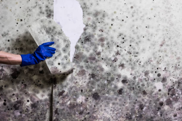 Best Kitchen Mold Remediation in Hazel Crest, IL